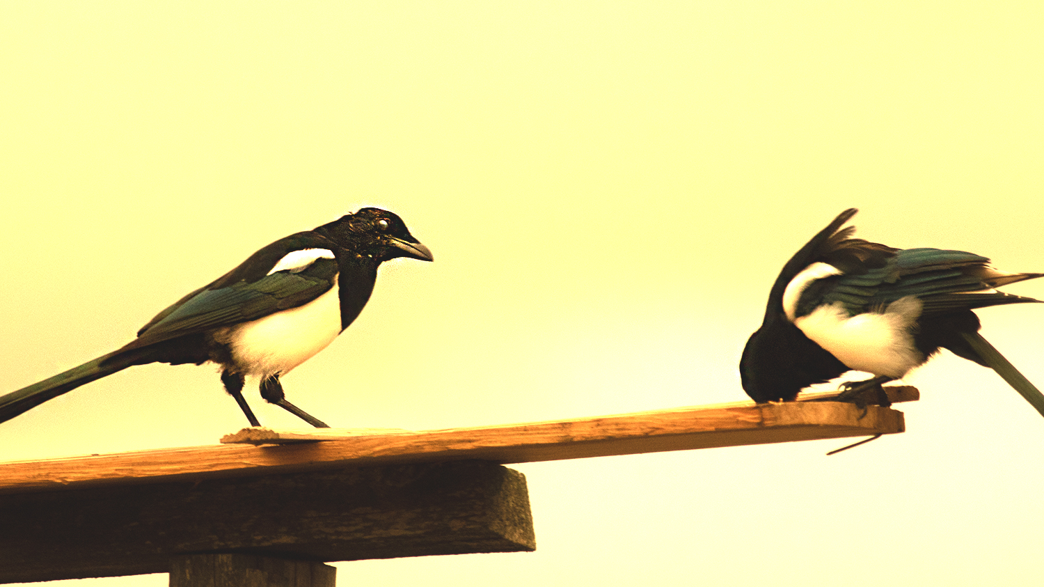 Eurasian Magpie